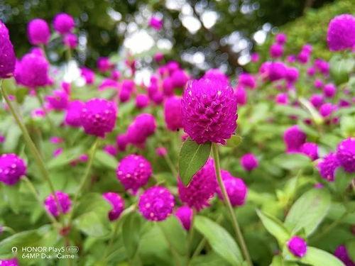 国产油橄榄测评最新视频