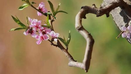 桃花园国产视频精品