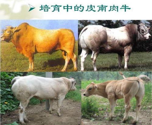 国产牛怎么养活的视频,从摇篮到餐桌的全程揭秘