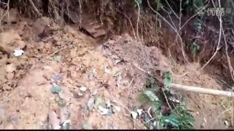 国产捕蛇视频,揭秘民间捕蛇高手绝技